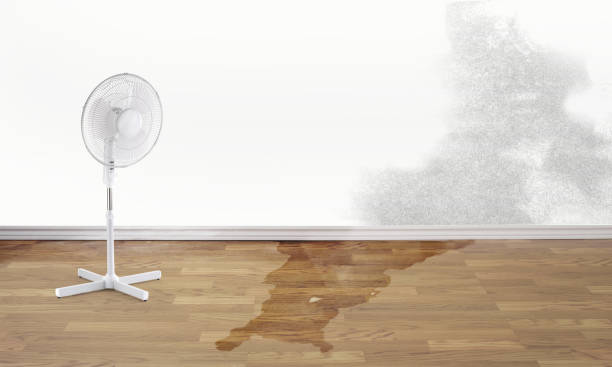 Best Water damage contractors near me  in North Scituate, MA